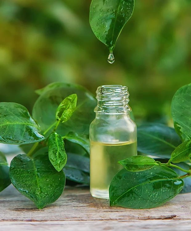La puissance des antioxydants végétaux contre le temps
